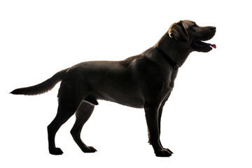 Obraz premium Elegant Black Dog Silhouette