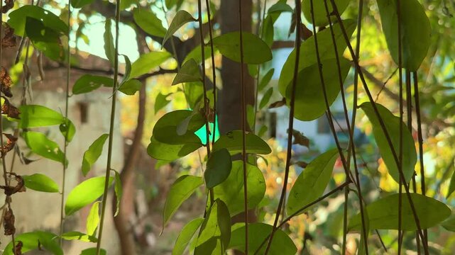 A canopy of curtain made of hanging creeper plant in the garden, also known as Curtain creeper, Vernonia creeper