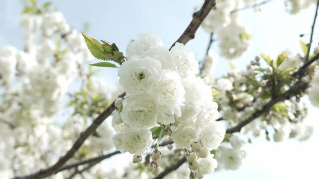 Close up of a white blossom in a park on a spring day, slow motion