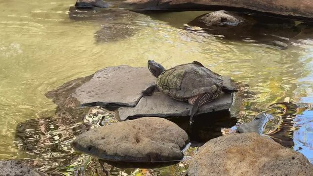 Turtle resting on flat rock in shallow pond with clear water and surrounding stones. Wildlife photography. Nature and wildlife concept. Design for poster, wallpaper, postcard.