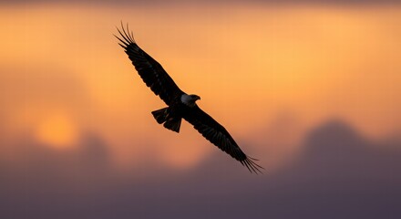 Naklejka premium Eagle Flying at Sunset