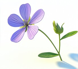 Fototapeta premium Detailed Lilac Flower with Bud and Stem