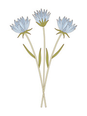 Bouquet of three flowers with leaves. Bright bunch of blooming perennial wild plants, blue wildflowers. Botanical hand-drawn elements for design projects. Vector illustration