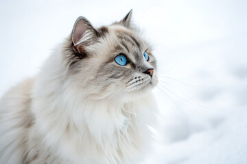 Fototapeta premium Elegant Snowy Cat with Blue Eyes
