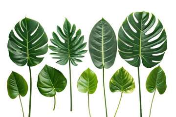 Fototapeta premium Variety of Green Tropical Leaves