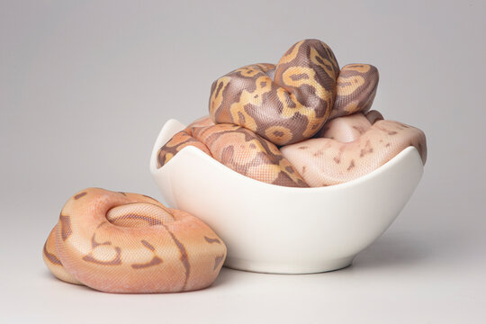 Baby ball pythons in a bowl