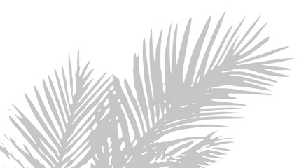  Gray palm leaves shadow on a white abstract background. Minimalist tropical design. Soft silhouettes. Botanical elegance. Neutral tones. Modern aesthetic. Subtle texture. Serene atmosphere
