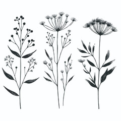 Hand drawn wild flowers Botanical drawing. line art grasses, stems illustration. Black and White Meadow herbs. Herbaceous blooming plants. Set of outline doodle floral sketch Leaves
