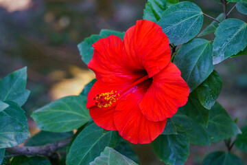 Vibrant red Chinese hibiscus (Hibiscus rosa-sinensis) flower in full bloom, surrounded by lush...