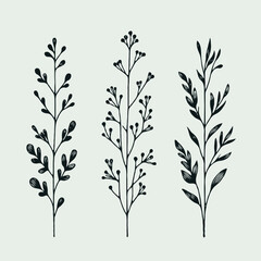 Hand drawn wild flowers Botanical drawing. line art grasses, stems illustration. Black and White Meadow herbs. Herbaceous blooming plants. Set of outline doodle floral sketch Leaves

