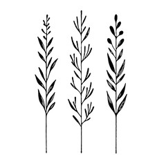 Hand drawn wild flowers Botanical drawing. line art grasses, stems illustration. Black and White Meadow herbs. Herbaceous blooming plants. Set of outline doodle floral sketch Leaves
