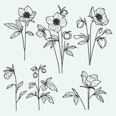 Hand drawn wild flowers Botanical drawing. line art stems illustration. Black and White Meadow herbs. Herbaceous blooming plants. Set of outline doodle floral sketch poppies, hellebore