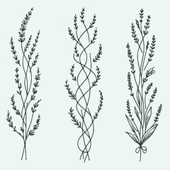 Hand drawn wild flowers Botanical drawing. line art grasses, stems illustration. Black and White Meadow herbs. Herbaceous blooming plants. Set of outline doodle floral sketch Leaves