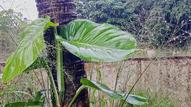 A close-up shot of golden pothos, Ceylon creeper,Solomon Islands ivy climbing on coconut tree