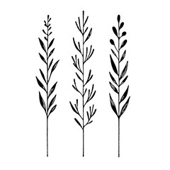 Hand drawn wild flowers Botanical drawing. line art grasses, stems illustration. Black and White Meadow herbs. Herbaceous blooming plants. Set of outline doodle floral sketch Leaves