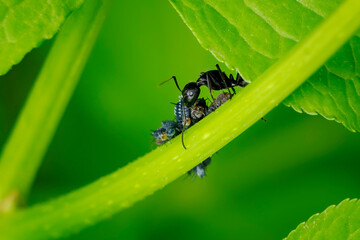 Ant taking care of aphids on a sprout. Symbiotic relationship example.