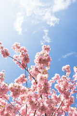 Riga, Latvia. April 19, 2025. Pink sakura trees in full bloom dominate the foreground in Victory Park, Riga, with a white Ferris wheel visible against a clear blue sky