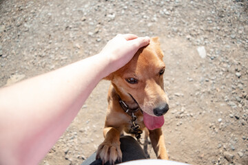 Dog trainer rewards smiling dog