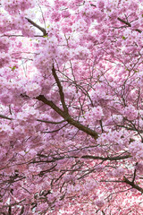 Fototapeta premium Riga, Latvia. April 19, 2025. Pink sakura trees in full bloom dominate the foreground in Victory Park, Riga, with a white Ferris wheel visible against a clear blue sky