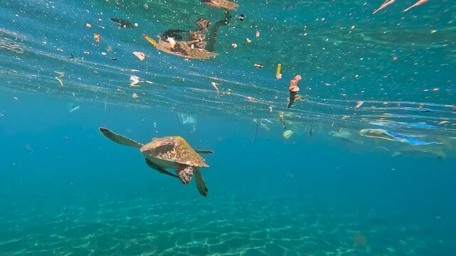 Sea turtles swimming in ocean with plastic trash pollution and debris rubbish floating on surface of water