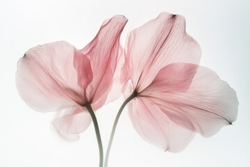 Obraz premium Delicate, translucent pink flower petals against a bright backdrop