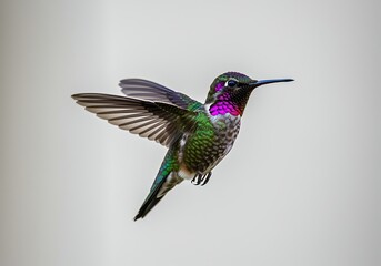 Fototapeta premium Colorful Hummingbird in Mid Flight with Vibrant Plumage