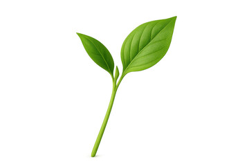 Fresh Green Leaves Growing from Stem Isolated on White Background