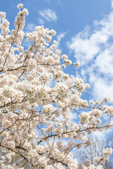 Riga, Latvia. April 19, 2025. Pink sakura trees in full bloom dominate the foreground in Victory...