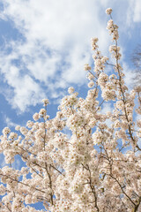 Riga, Latvia. April 19, 2025. Pink sakura trees in full bloom dominate the foreground in Victory Park, Riga, with a white Ferris wheel visible against a clear blue sky