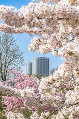 Riga, Latvia. April 19, 2025. Pink sakura trees in full bloom dominate the foreground in Victory...