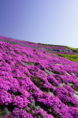 Obraz premium 青空に映える芝桜