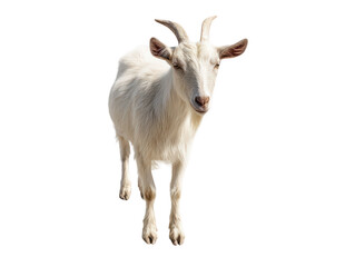 Fototapeta premium Adorable white goat isolated on perfect for designs and illustrations pet on transparent background