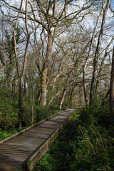 Site naturel Protege, Domaine de Certes et de Gravenchon, 33, Gironde, France