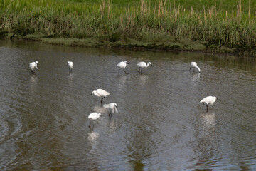 Aigrette garzette, Egretta garzetta, Little Egret, Rivière La Saire, Réville, 50, Manche, France