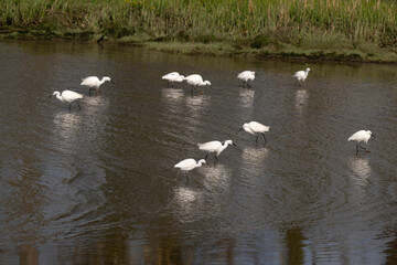 Aigrette garzette, Egretta garzetta, Little Egret, Rivière La Saire, Réville, 50, Manche, France