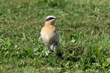 Traquet motteux,.Oenanthe oenanthe, Northern Wheatear
