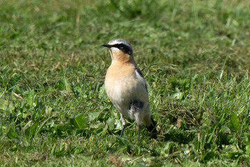 Traquet motteux,.Oenanthe oenanthe, Northern Wheatear