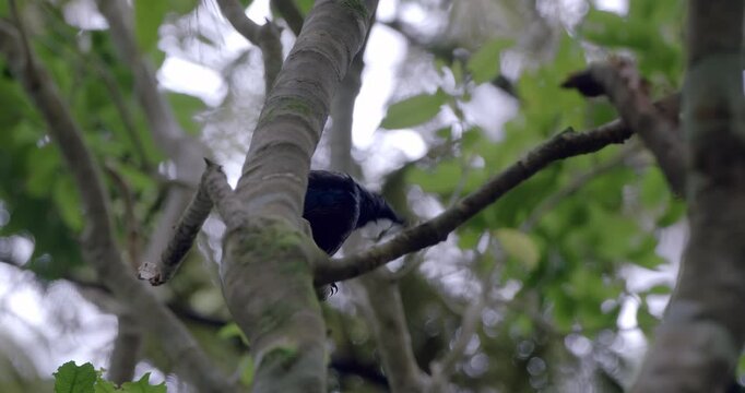 Tui Sitting in Tree in Slow Motion | Native New Zealand Songbird in Forest