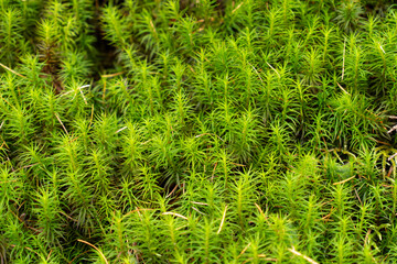 Close-up of green moss (Polytrichum commune) Hair cap moss in Kamicochi national park Japan