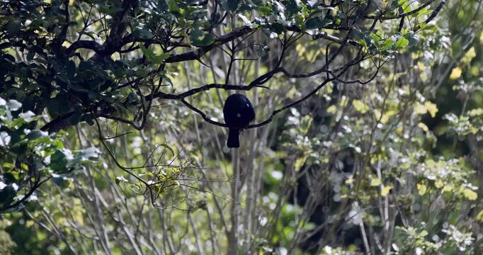 Tui Bird Perched in Tree in Natural Habitat