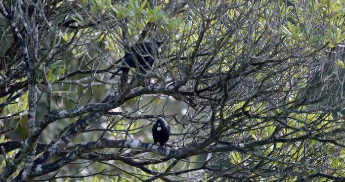 Tui Bird Perched in Tree in Natural Habitat