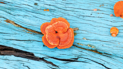 Fan-shaped jelly fungus growing on a blue wooden.