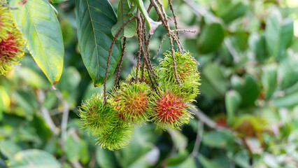Red rambutan fruit hanging on a rambutan tree.