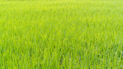 Green rice field for a natural background.