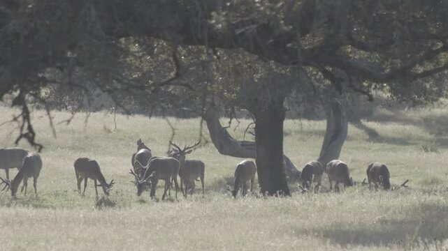 Deer of different ages and sizes, grazing on a plain with trees