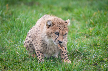 Adorable Young Male Cheetah Relaxing in Grassland