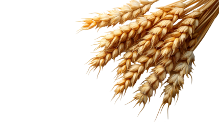 Autumn Wheat Ears Golden Cereal Grains Isolated on White.