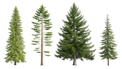 Obraz premium Black Spruce and Tamarack Tree Set Isolated in Sunlight on Transparent Background
