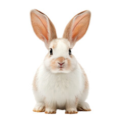 Fototapeta premium A fluffy rabbit with large ears sits upright, showcasing its soft white and light brown fur.