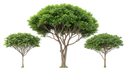 Set of Ficus Microcarpa Trees – Chinese Banyan and Indian Laurel Urban Street Trees Isolated on Transparent Background

